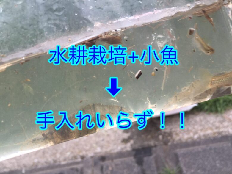 水耕栽培装置の貯水槽に小魚を投入したら 沸いてた虫が激減した アクアポニックス しょーてぃブログ